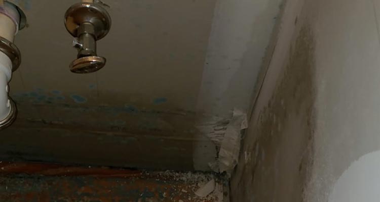 Bayonne Mold Inspection Pros